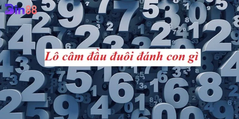 Khi Đầu Đuôi Câm Đánh Gì? Kỹ Thuật Chốt Lô Đề Tại BIN88